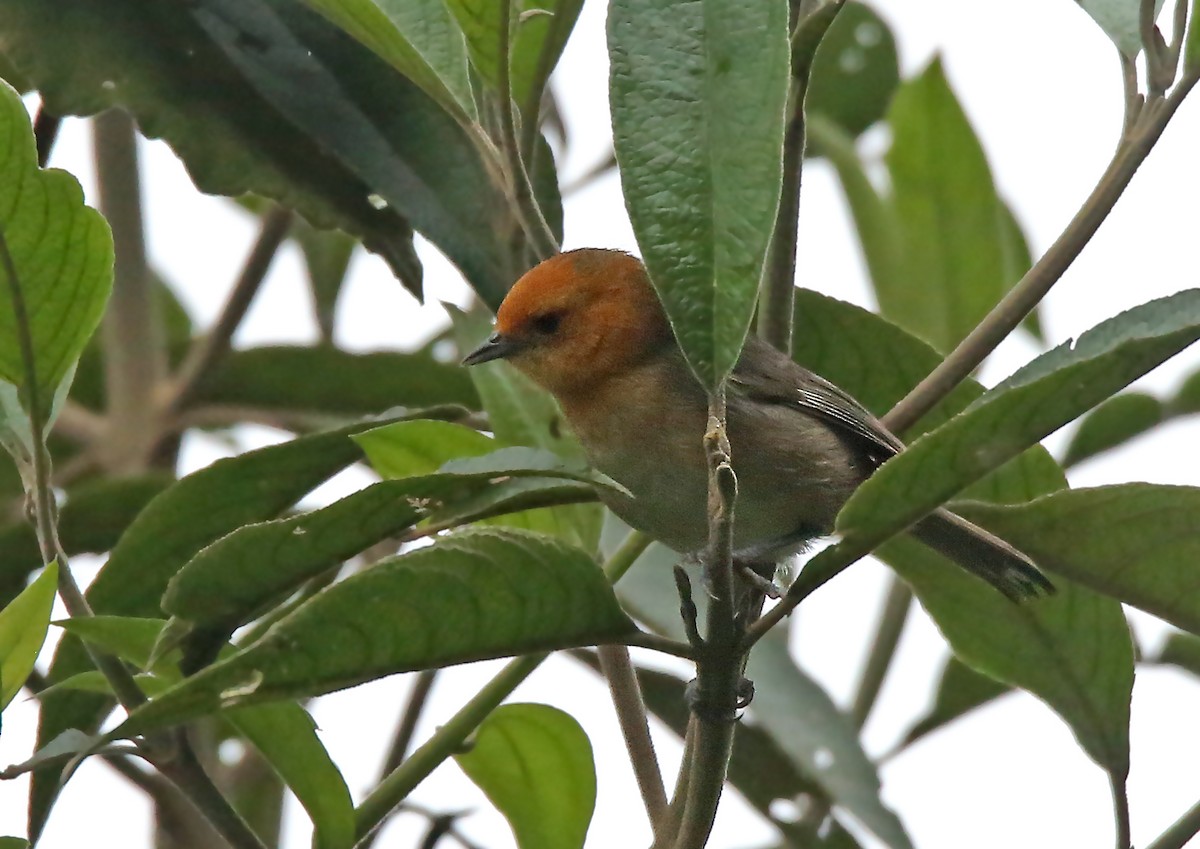 Brown-flanked Tanager - ML195691911