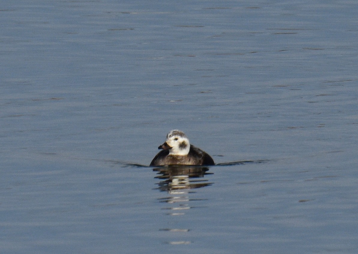 Long-tailed Duck - ML195697111