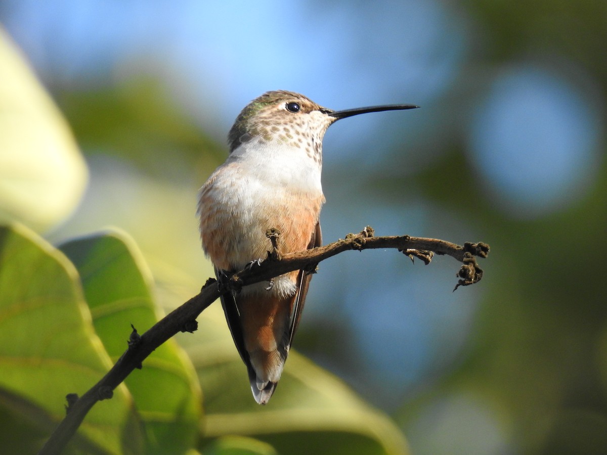 Allen's Hummingbird - James Maley