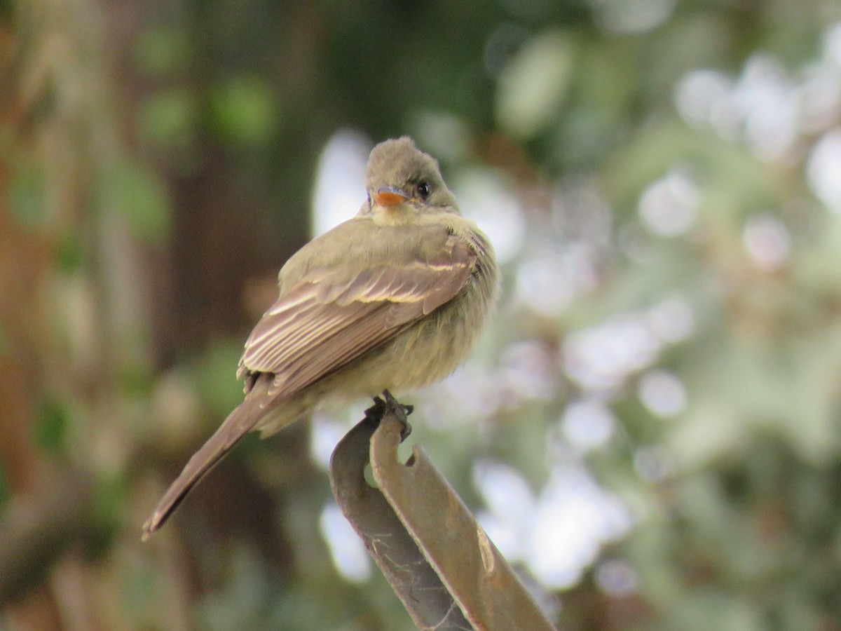 Greater Pewee - ML195700741
