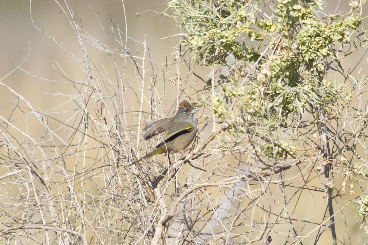 Green-tailed Towhee - Nathan French
