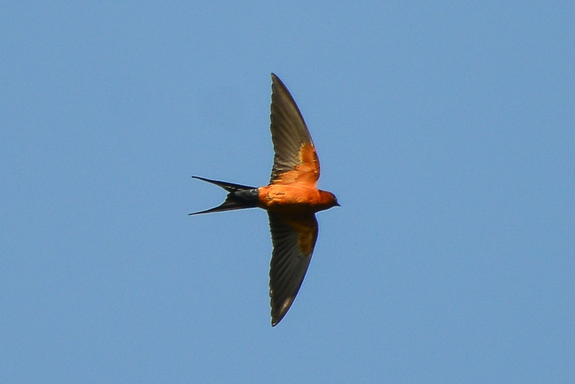 Rufous-bellied Swallow - Harn Sheng Khor