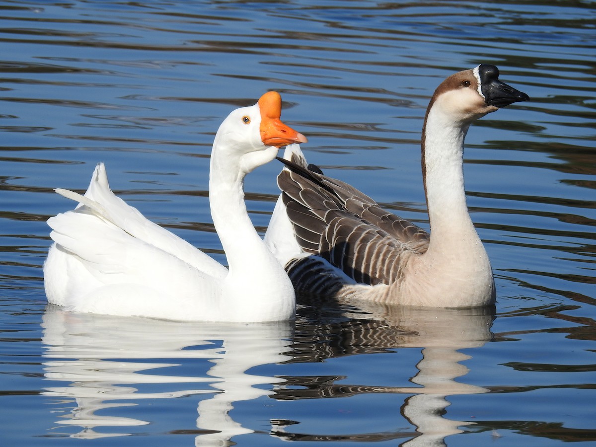 Swan Goose (Domestic type) - ML195706051