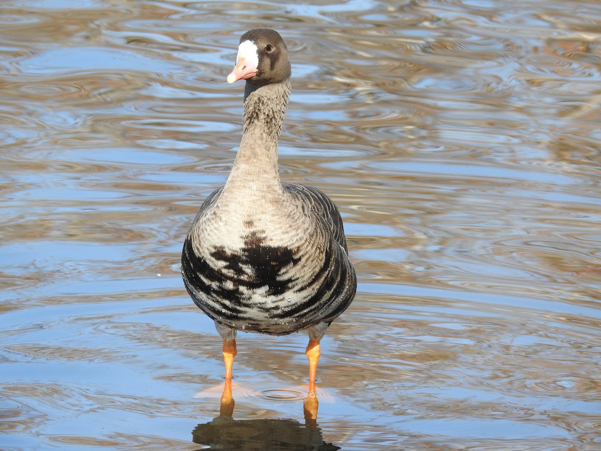 Greater White-fronted Goose - ML195707031