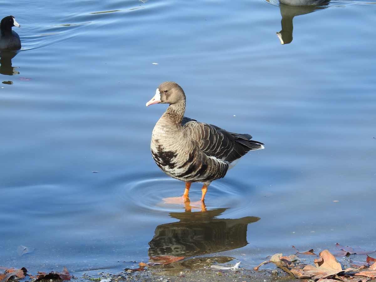 Greater White-fronted Goose - ML195707271