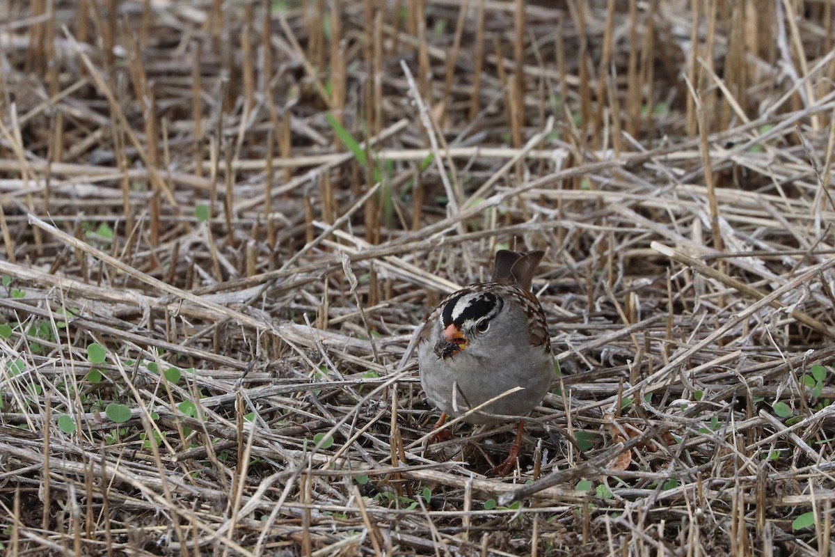 White-crowned Sparrow - ML195707731