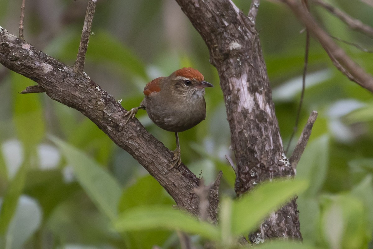 Line-cheeked Spinetail - ML195727251