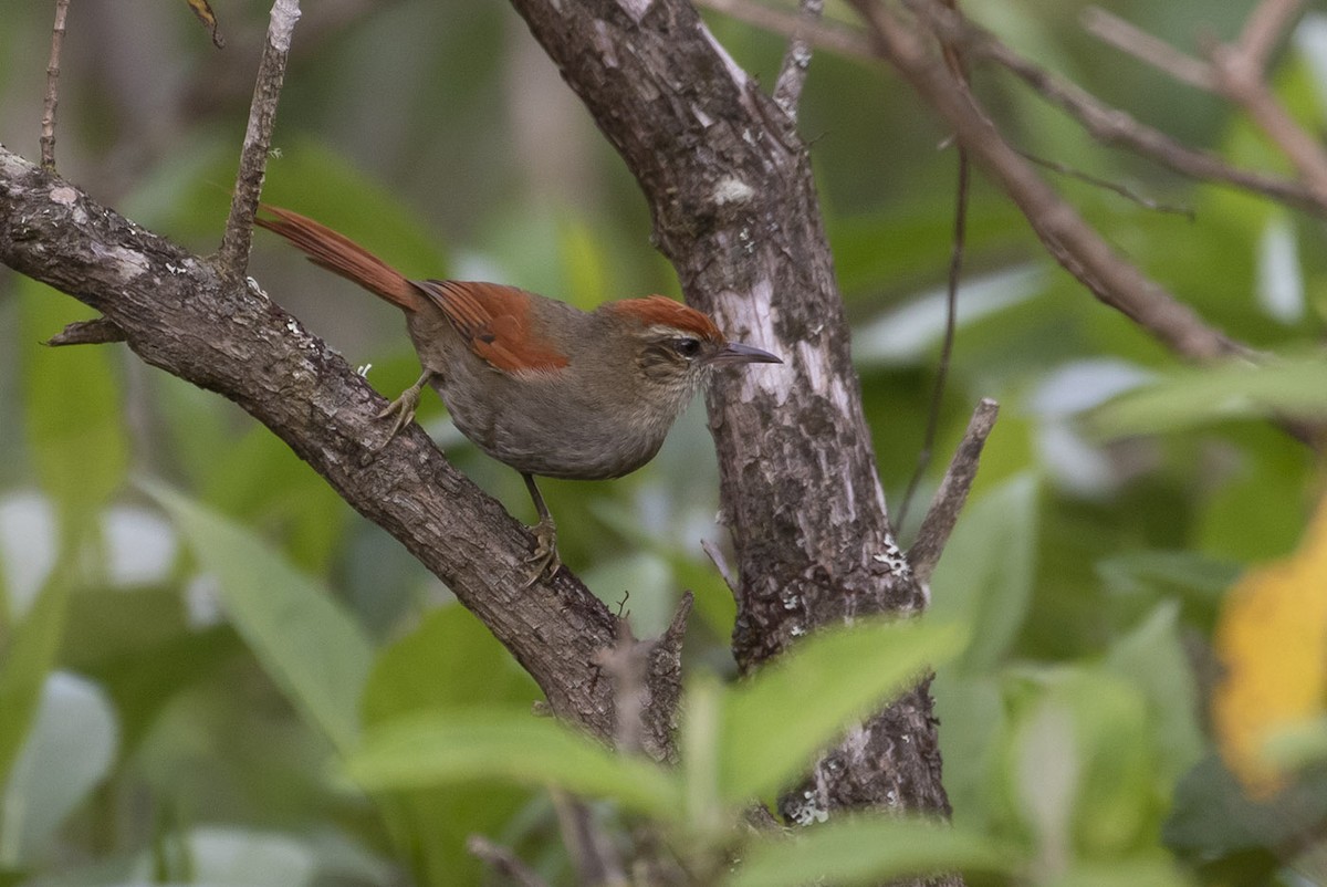 Line-cheeked Spinetail - ML195727271
