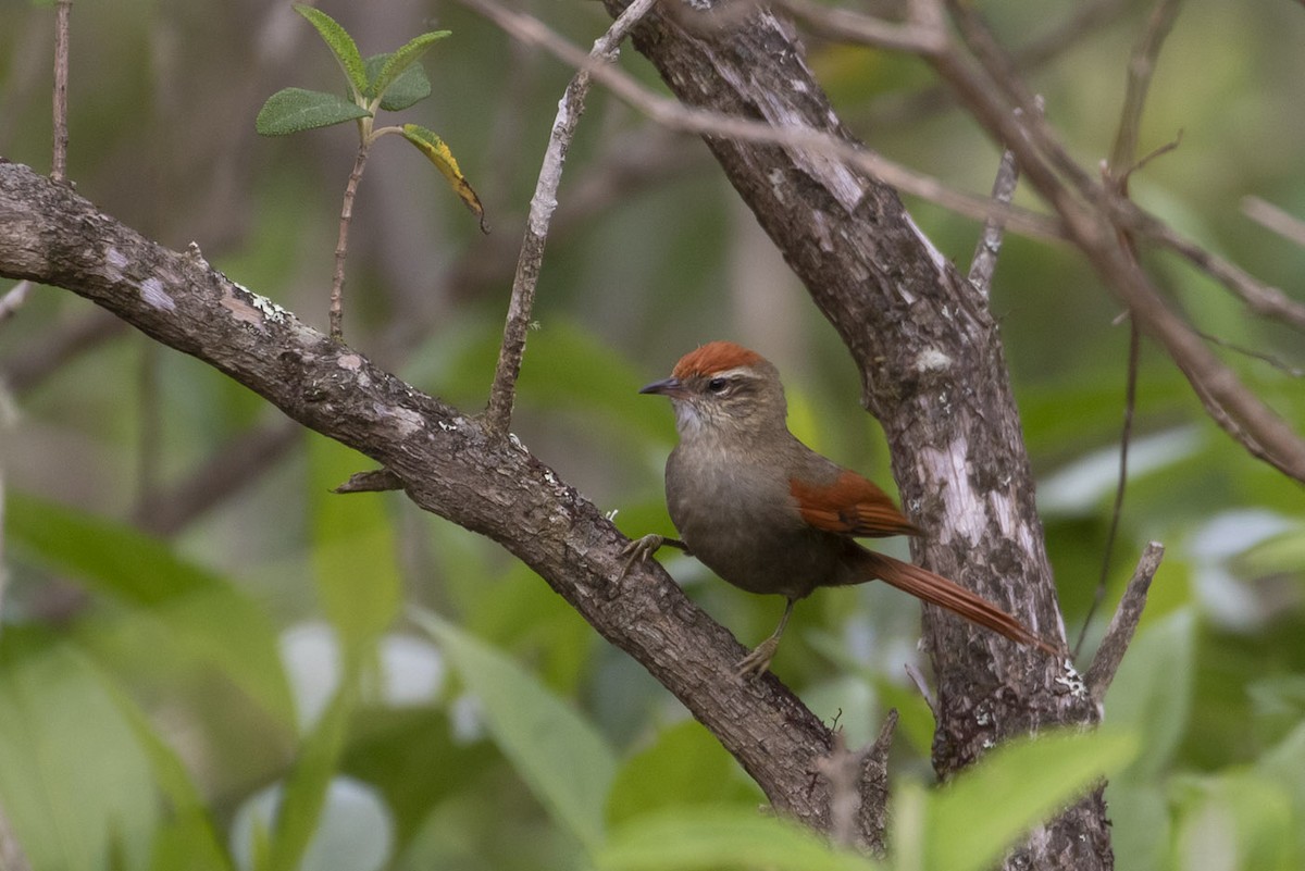 Line-cheeked Spinetail - ML195727281