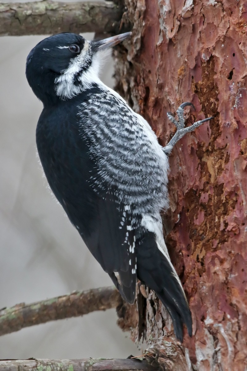 Black-backed Woodpecker - Chris Goodyear