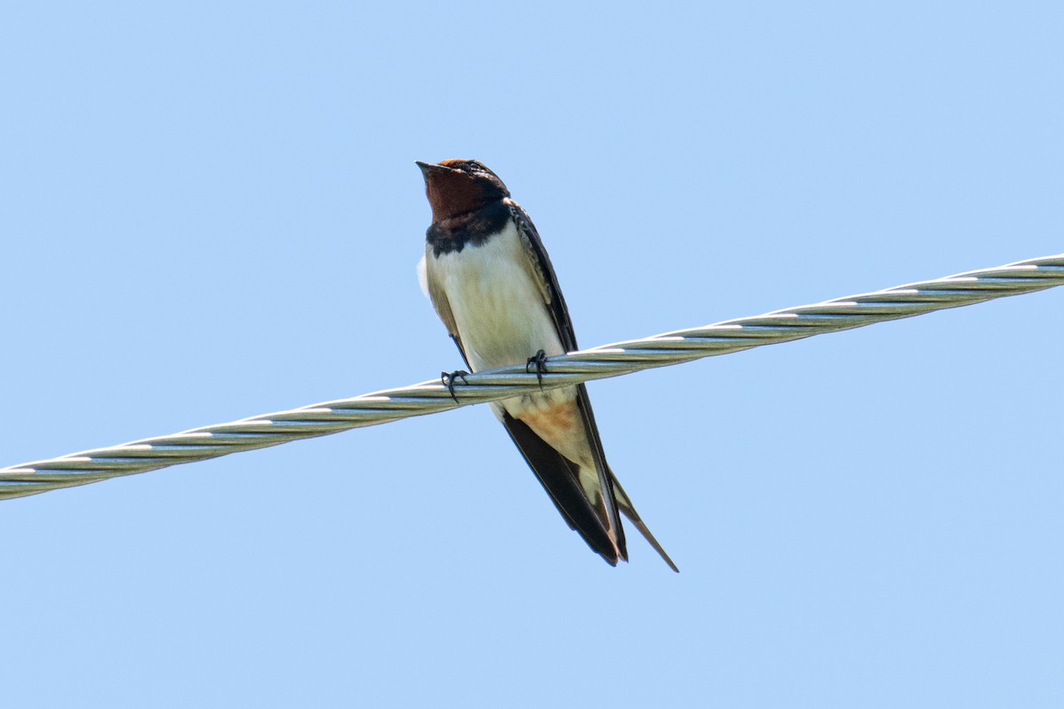 Barn Swallow - ML195736691