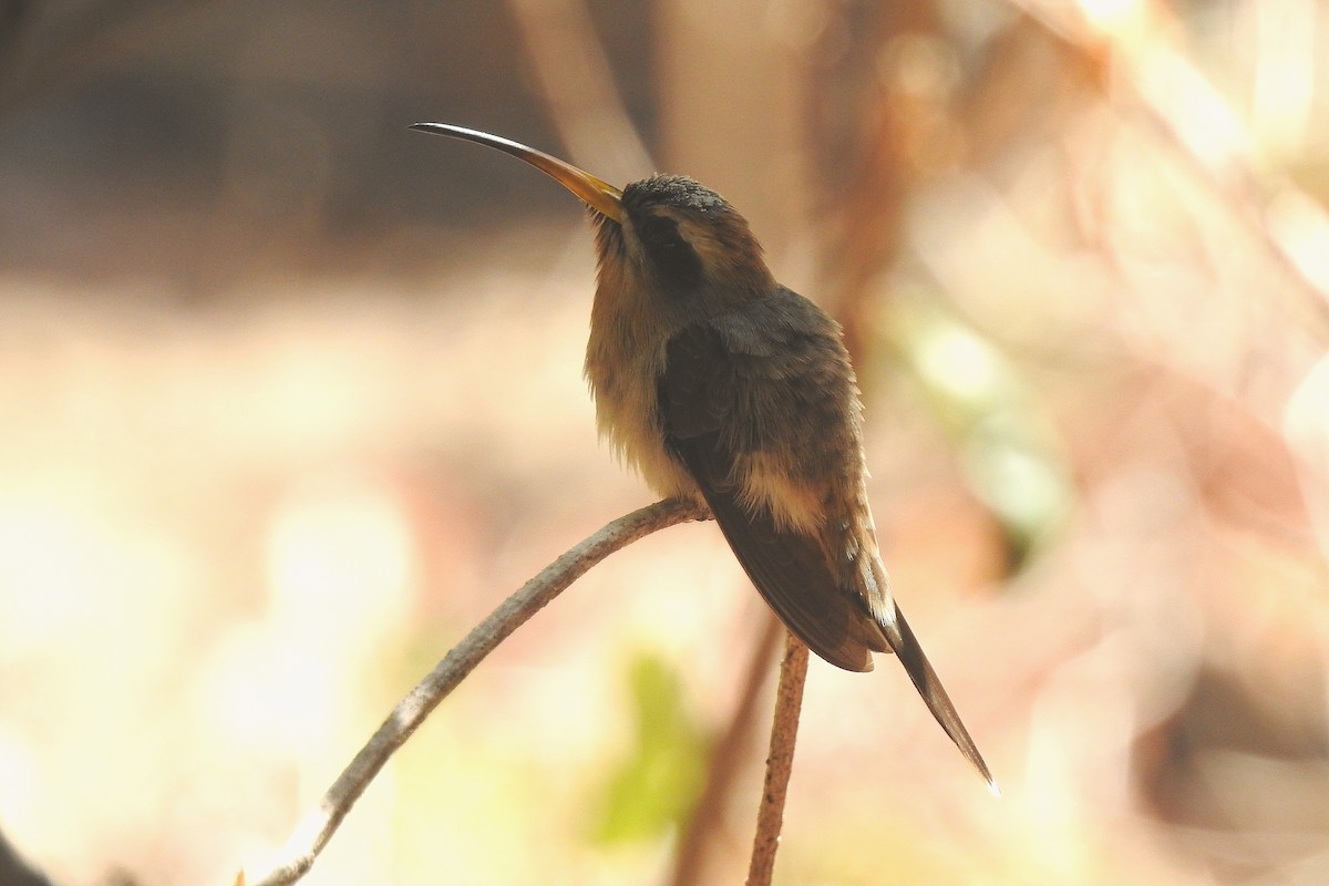 Broad-tipped Hermit - ML195737131