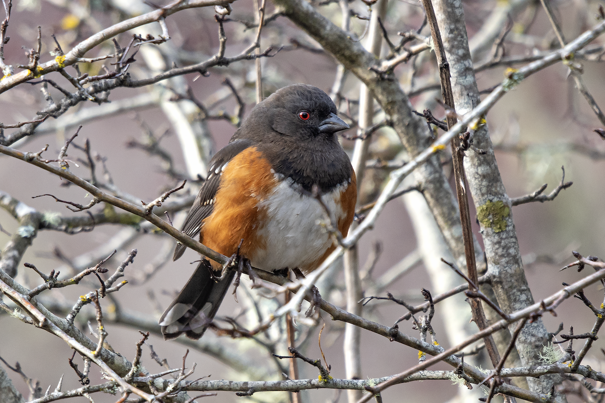 Spotted Towhee - ML195737791