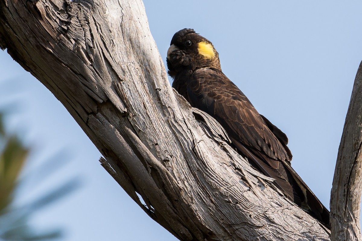 Yellow-tailed Black-Cockatoo - ML195738141