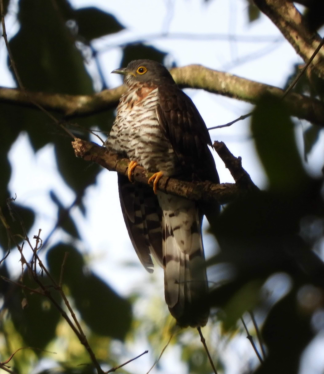 Large Hawk-Cuckoo - Anna Cassandra Melendez