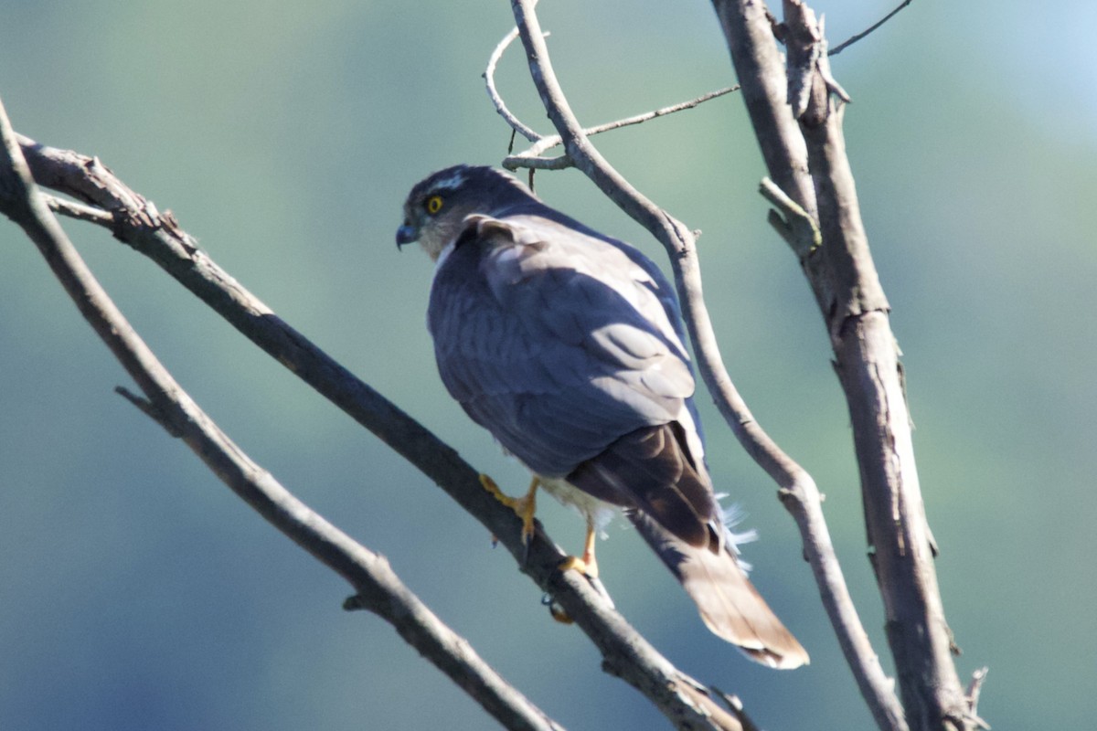 Eurasian Sparrowhawk - Prabhanjan Behera