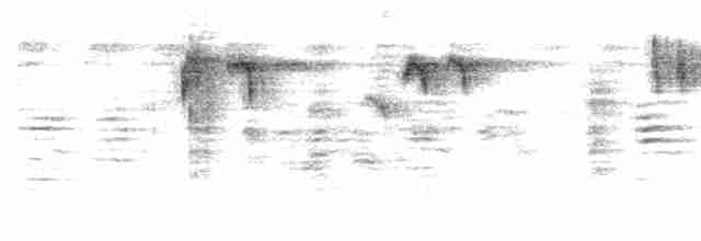 Кориліс сулавеський - ML195747131