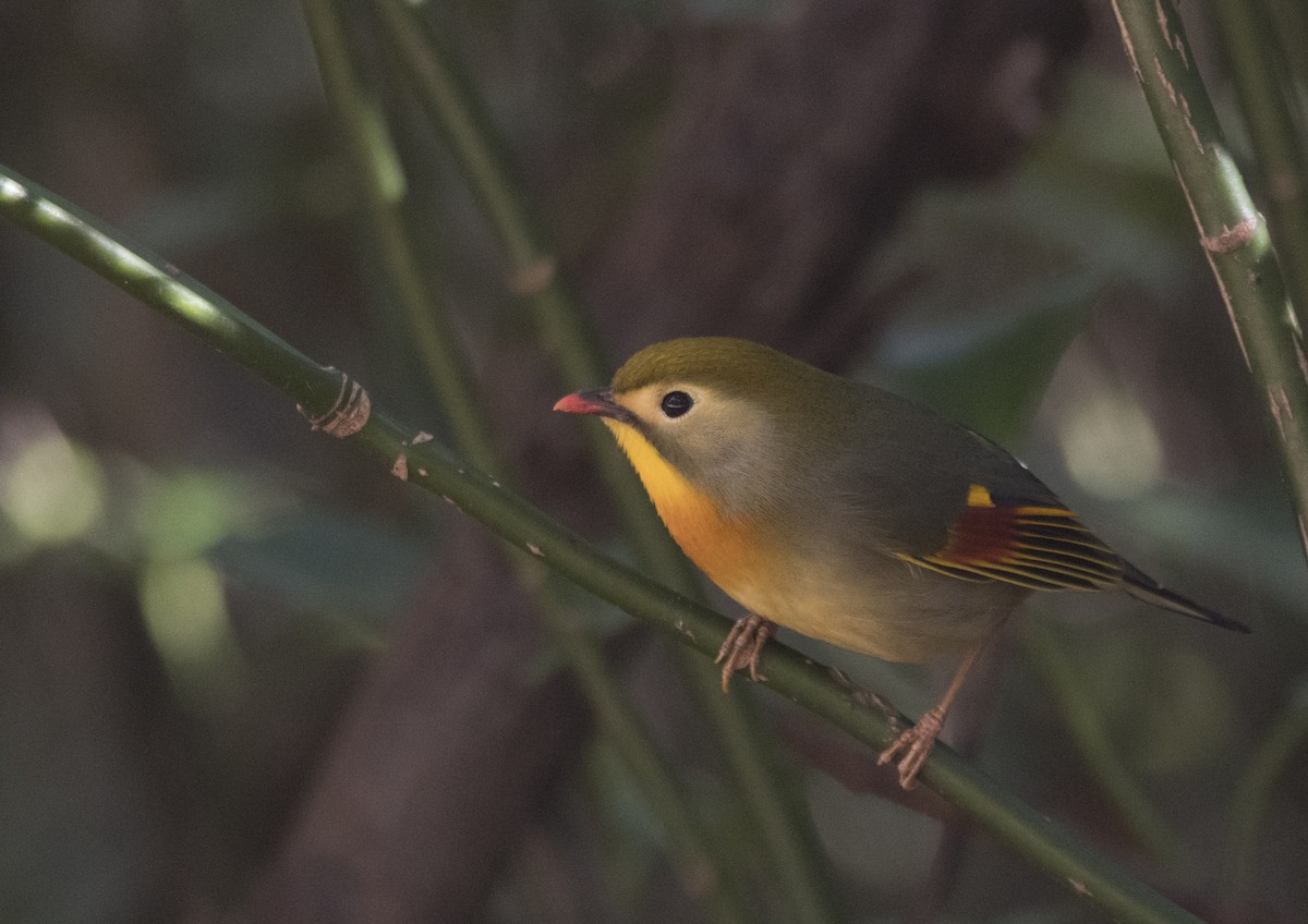 Red-billed Leiothrix - Anonymous