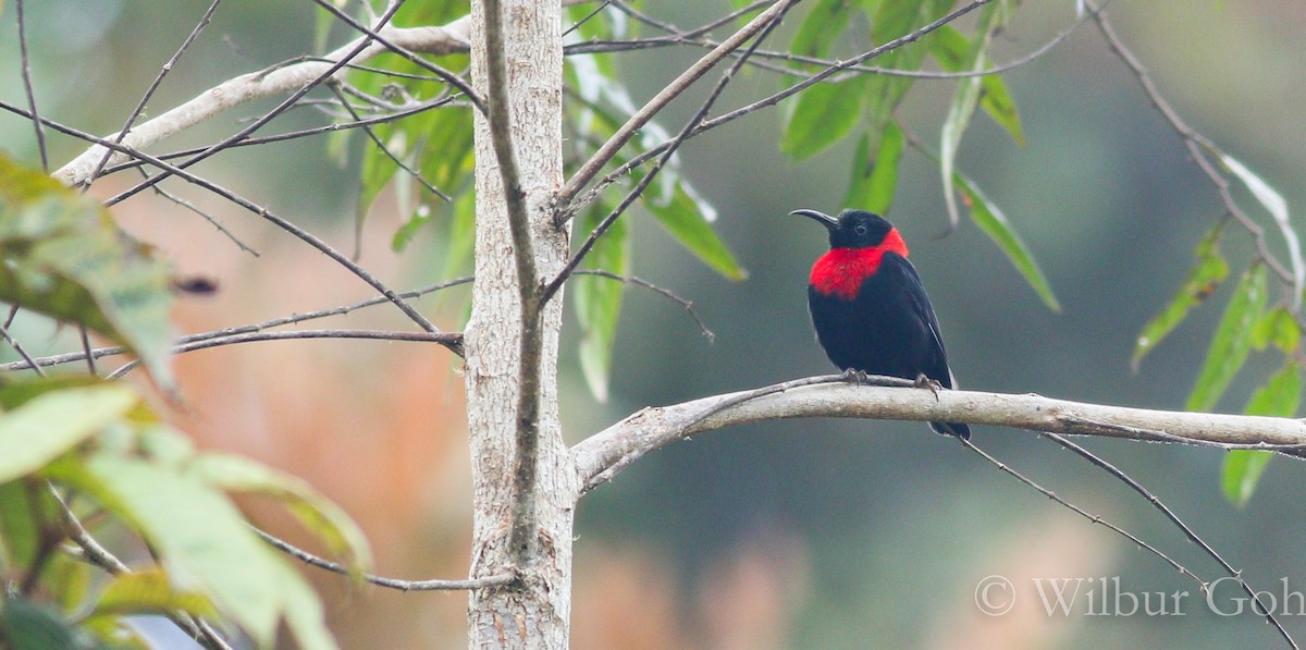 Red-collared Myzomela - ML195751691