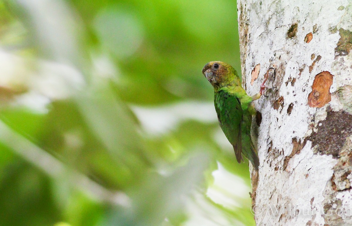 Buff-faced Pygmy-Parrot - ML195753591