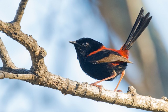 Definitive Alternate Male Red-backed Fairywren (subspecies <em class="SciName notranslate">melanocephalus</em>). - Red-backed Fairywren - 