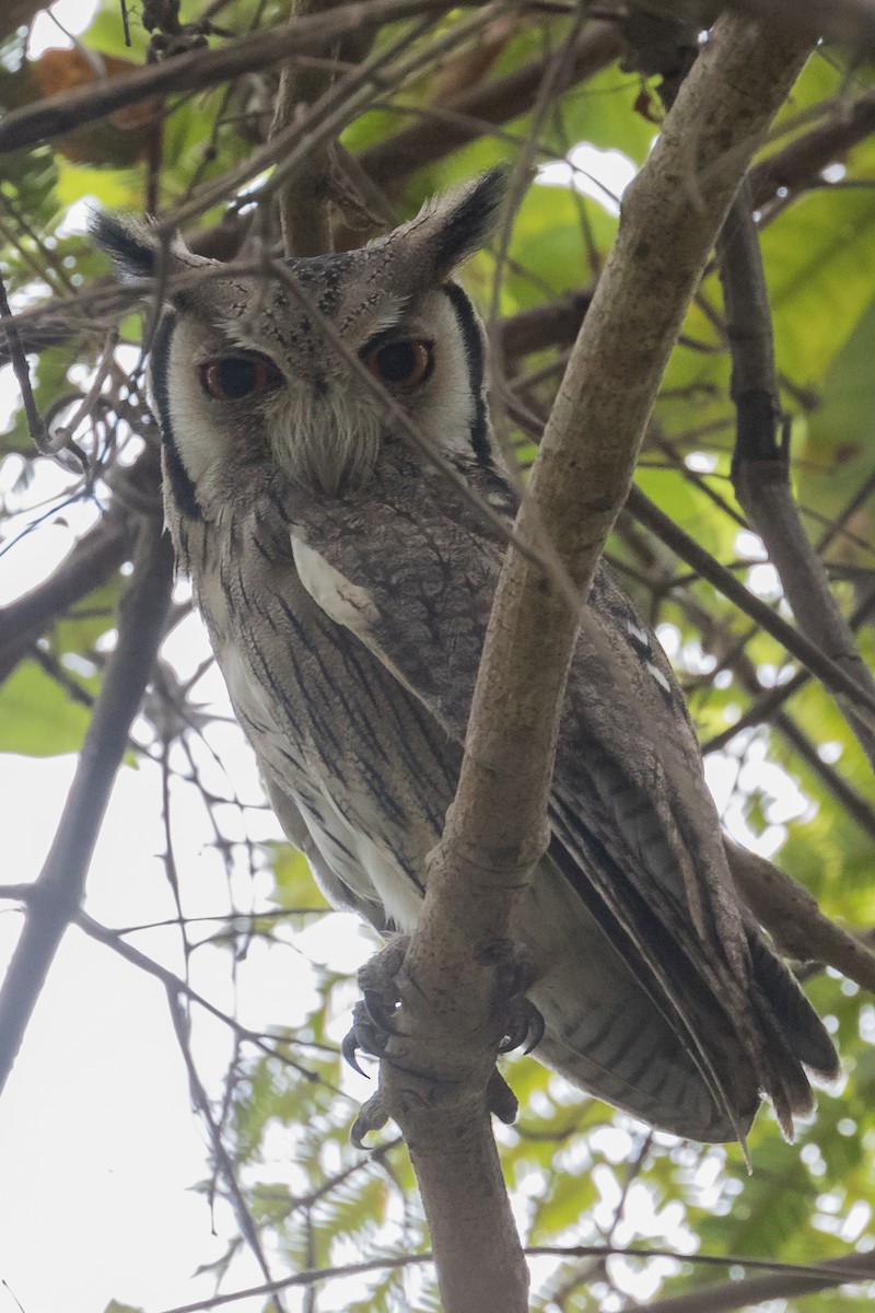 Northern White-faced Owl - ML195755041