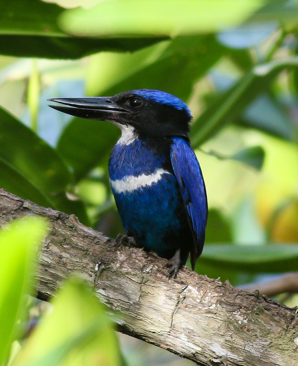 Blue-black Kingfisher - ML195757541