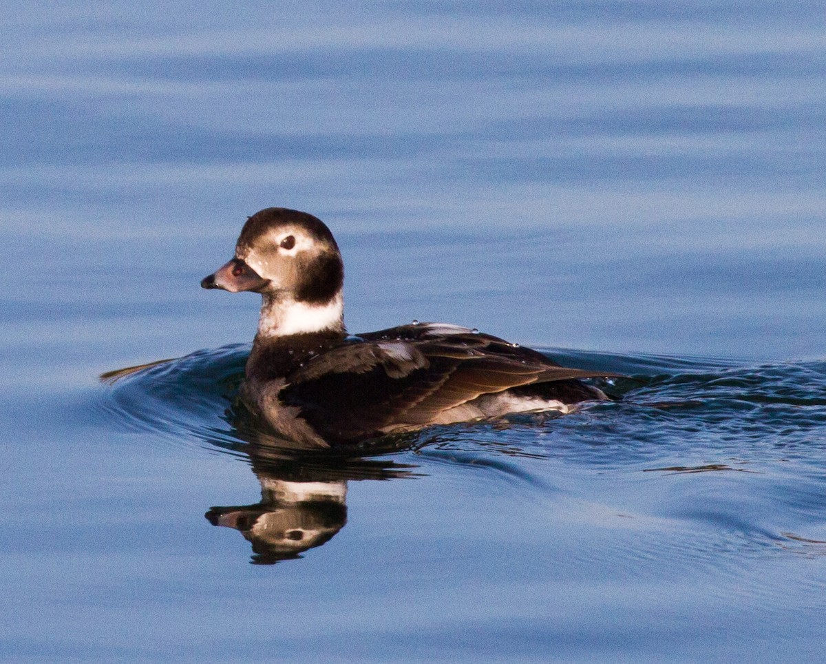 Long-tailed Duck - ML195757881