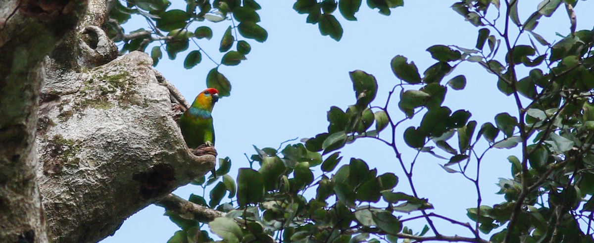 Large Fig-Parrot - ML195758191