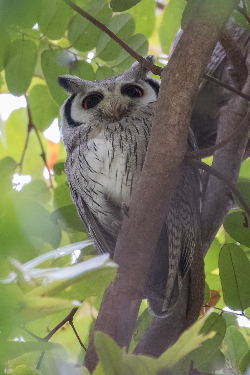 Northern White-faced Owl - ML195759851