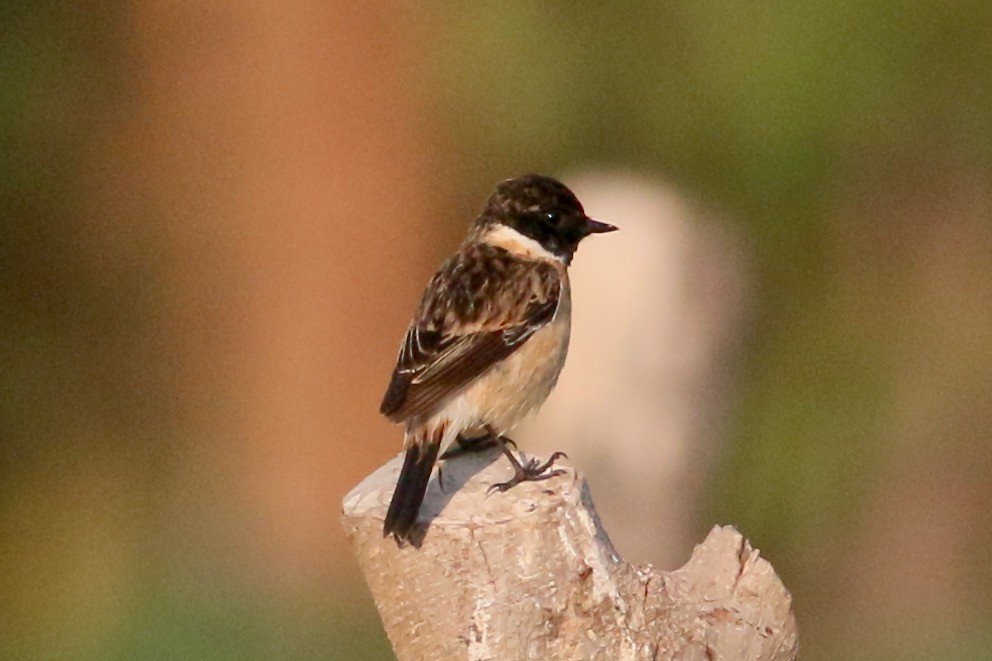 Amur Stonechat - Joost Foppes