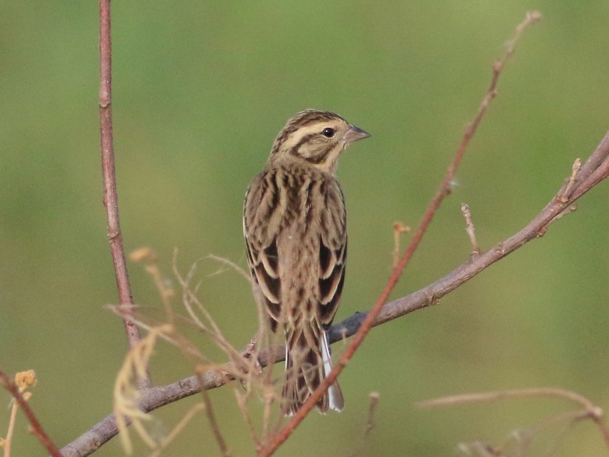 Yellow-breasted Bunting - ML195761841