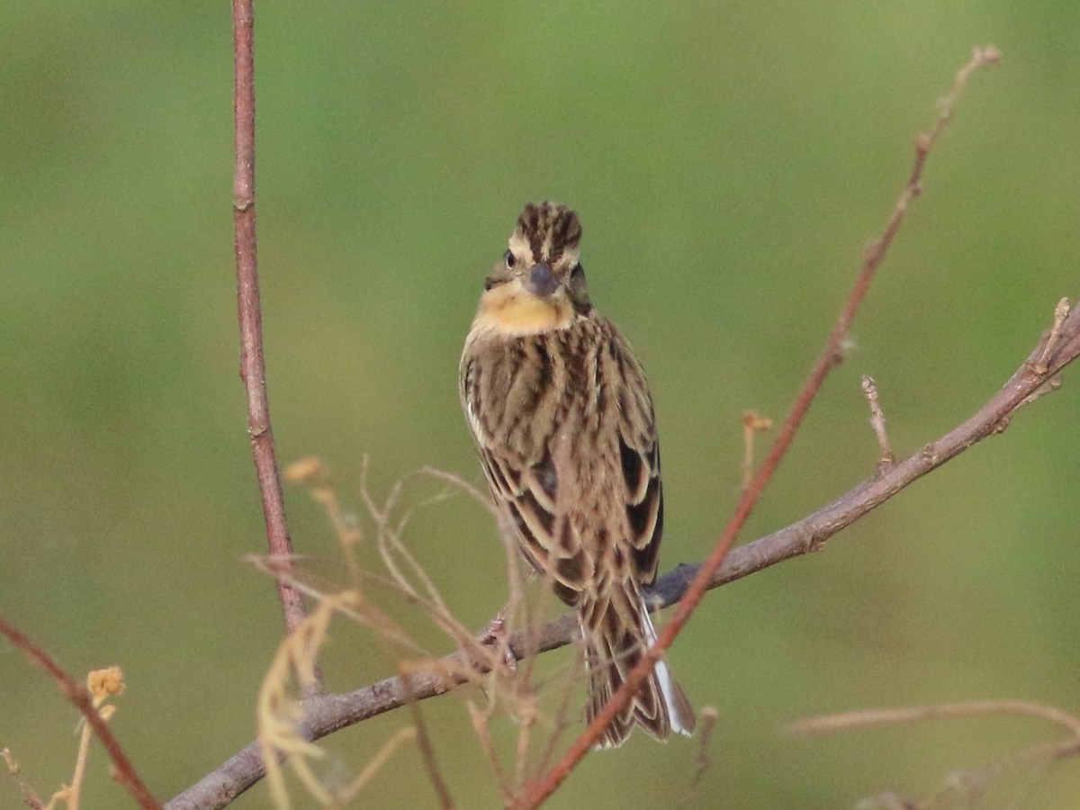 Yellow-breasted Bunting - ML195761851
