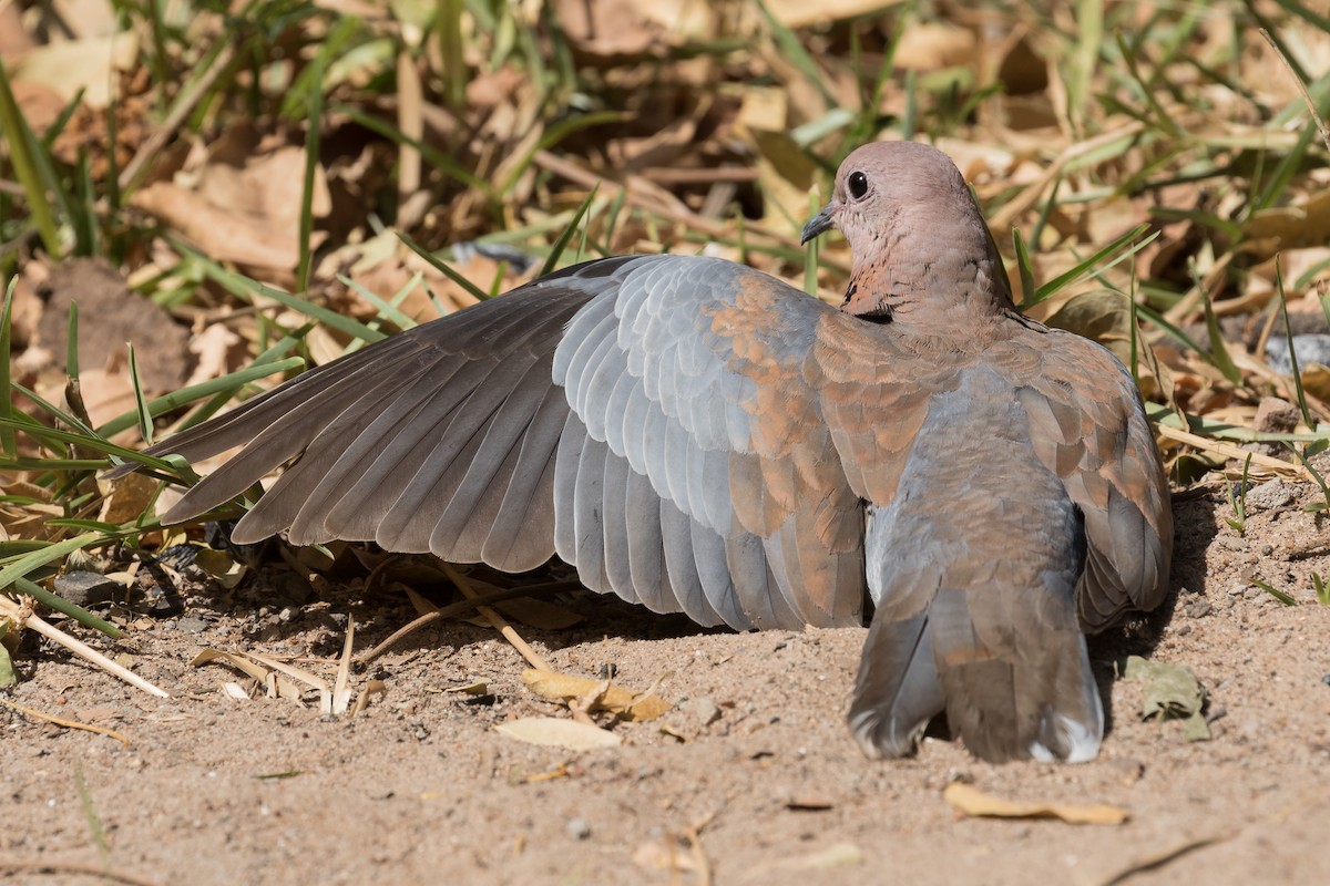 Laughing Dove - ML195762361