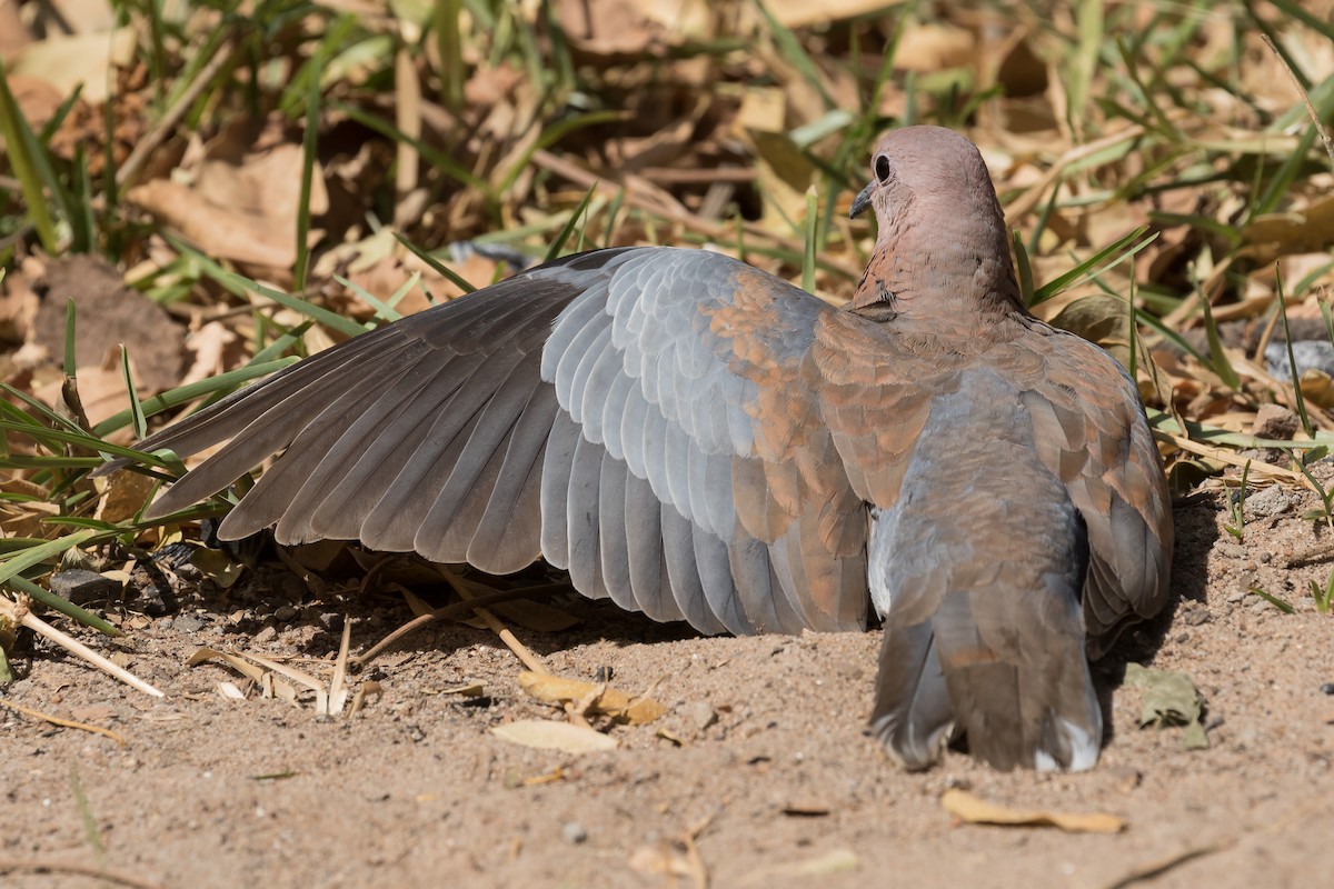 Laughing Dove - Peter Kennerley