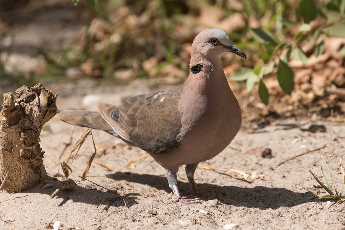 Red-eyed Dove - ML195762501