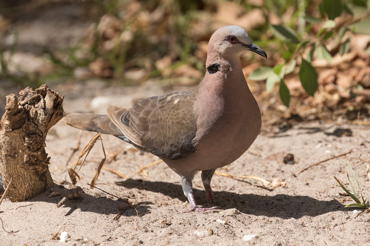 Red-eyed Dove - ML195762531