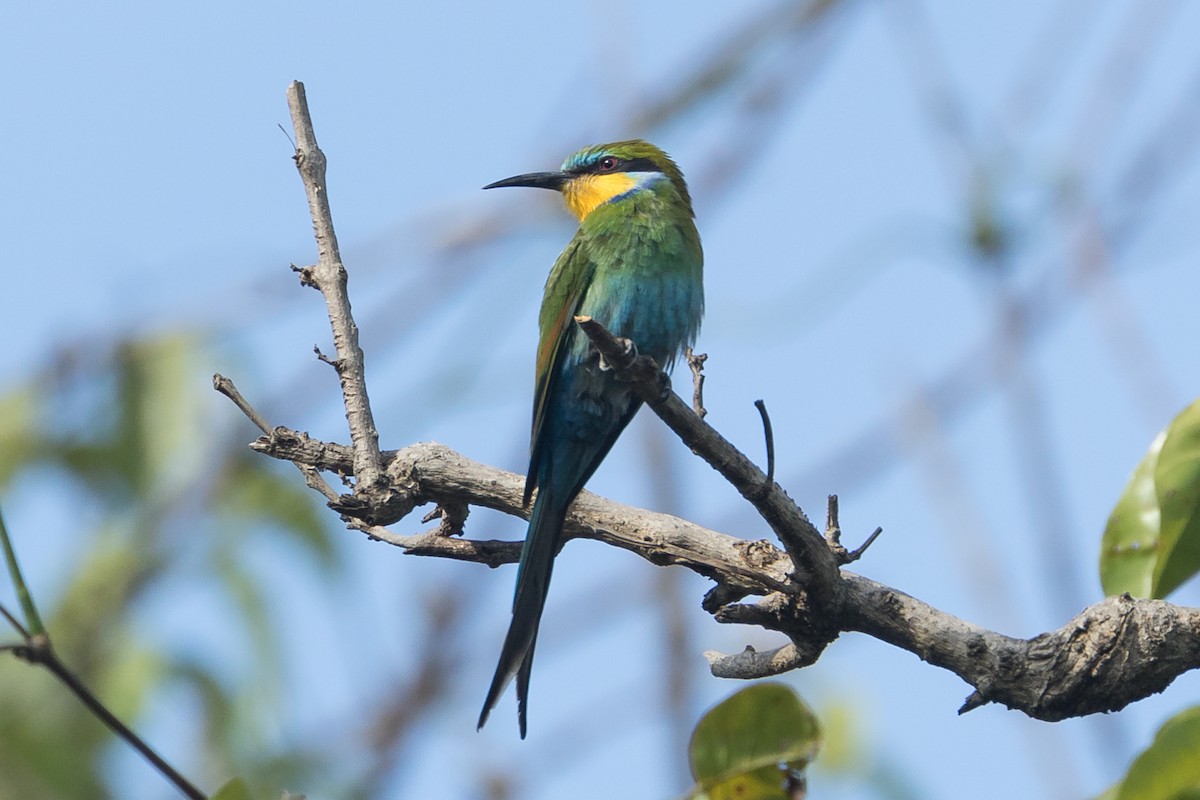 Swallow-tailed Bee-eater - Peter Kennerley
