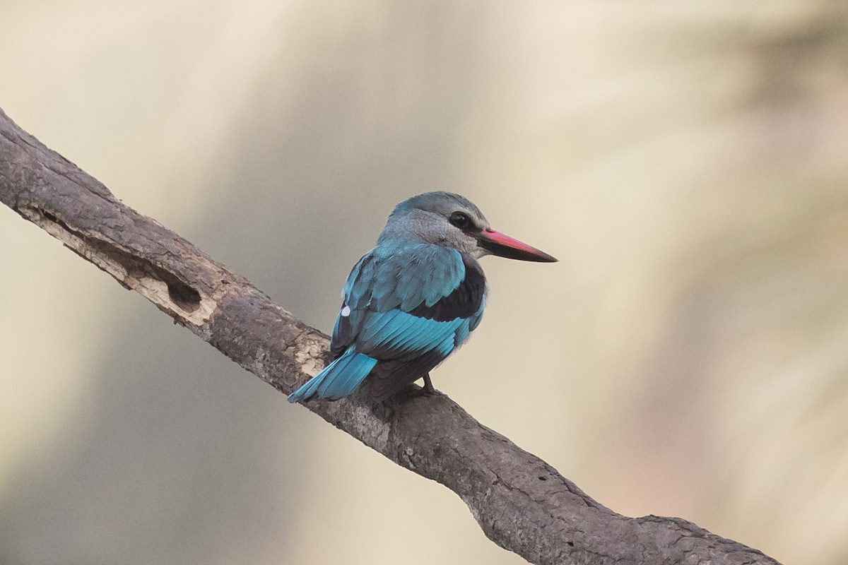Woodland Kingfisher - Peter Kennerley