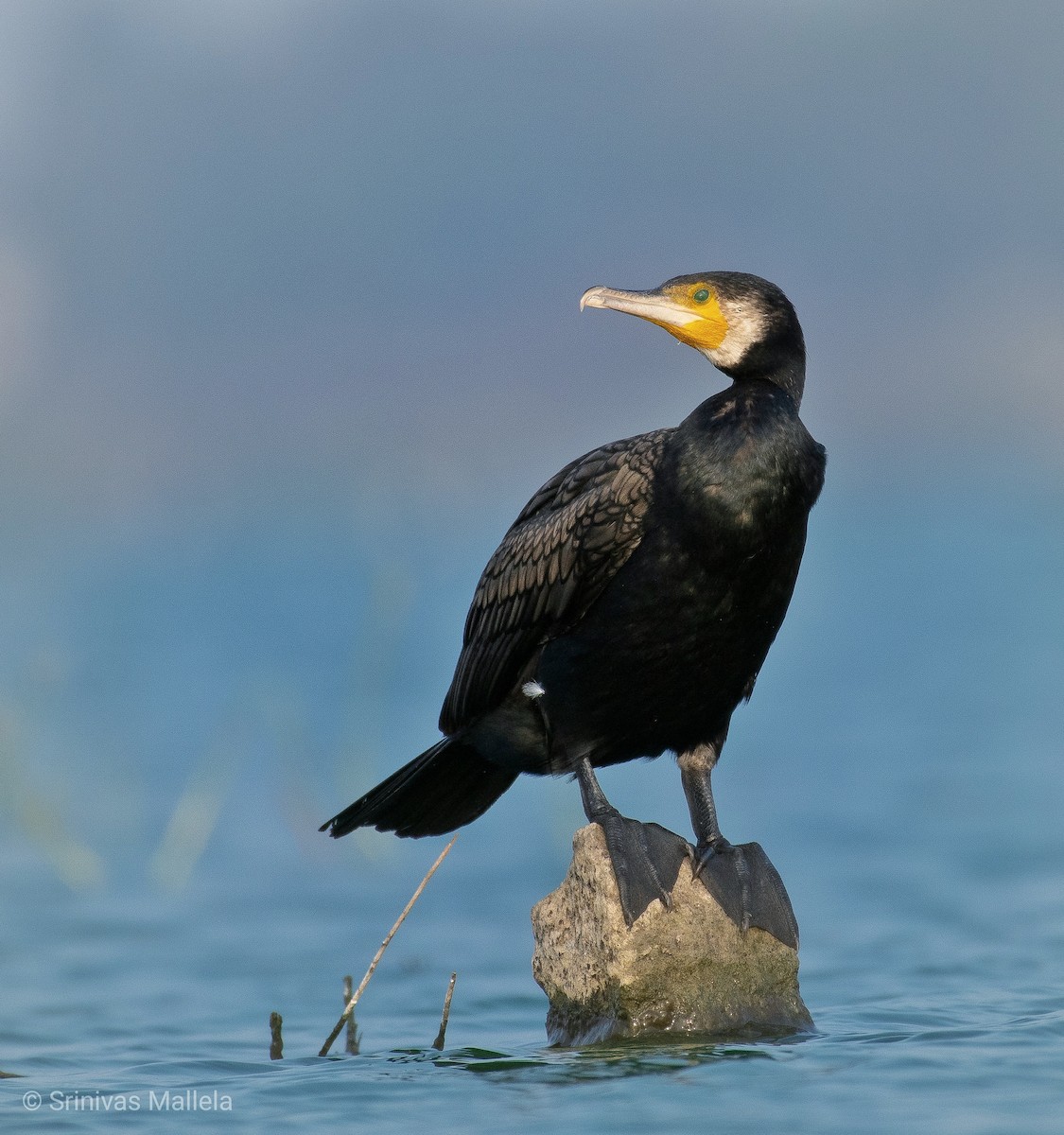 Indian Cormorant - Srinivas Mallela
