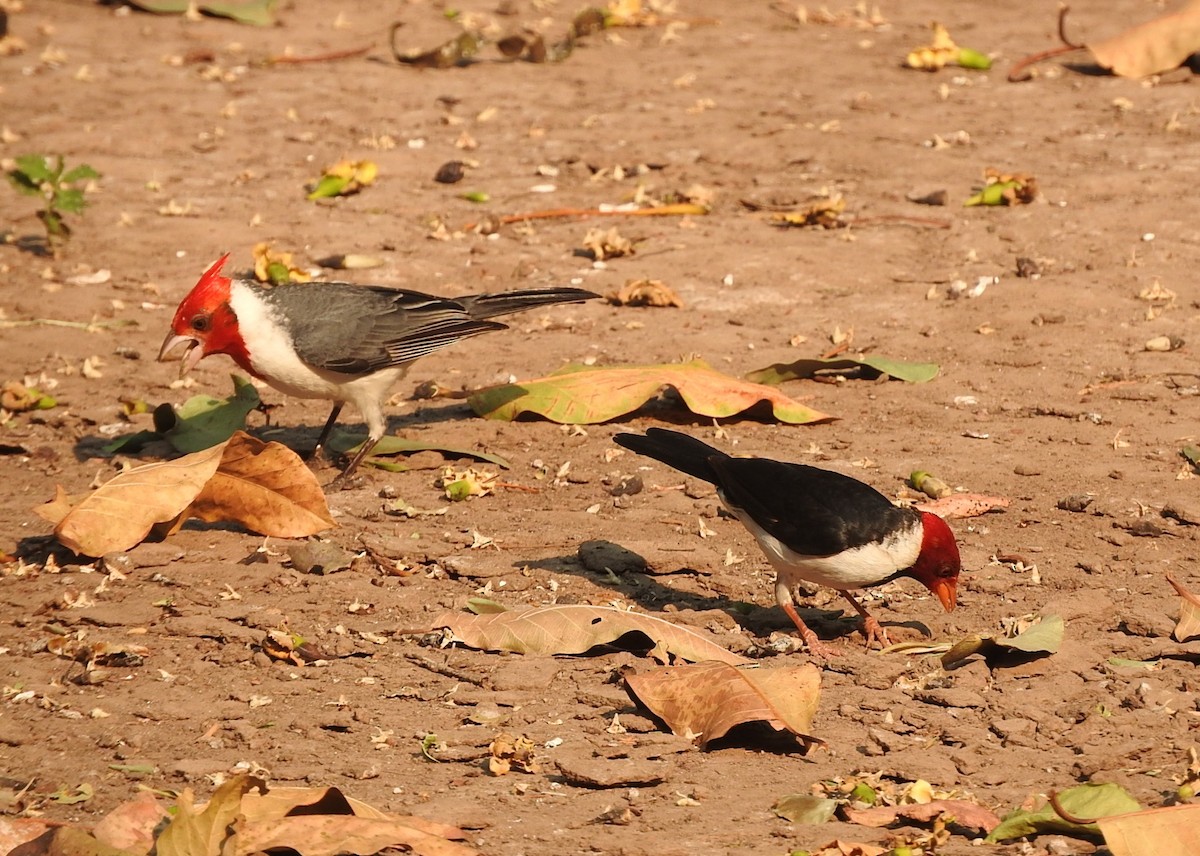 Red-crested Cardinal - ML195771471