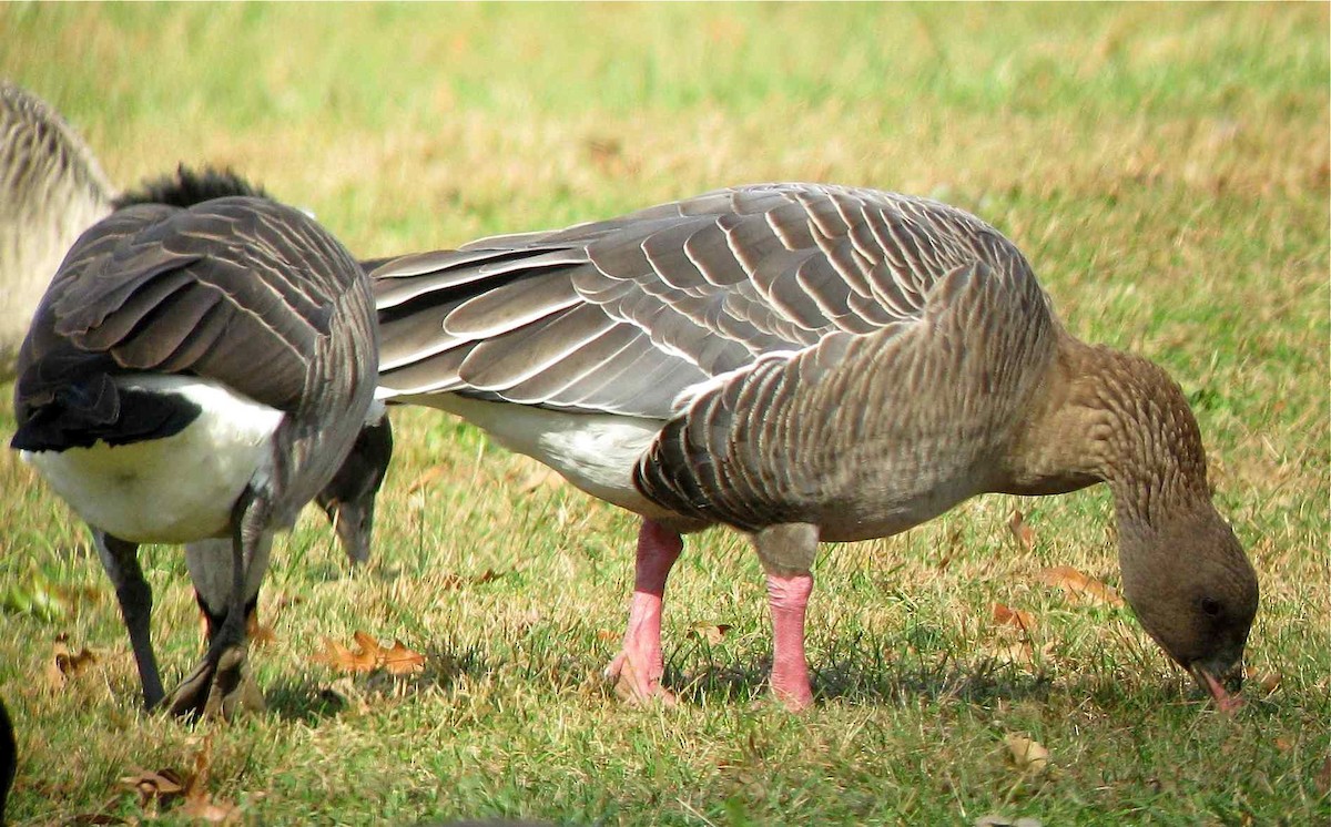 Pink-footed Goose - Shai Mitra