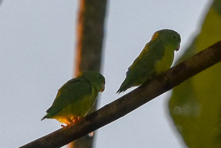 Riparian Parrotlet - Ted Kavanagh