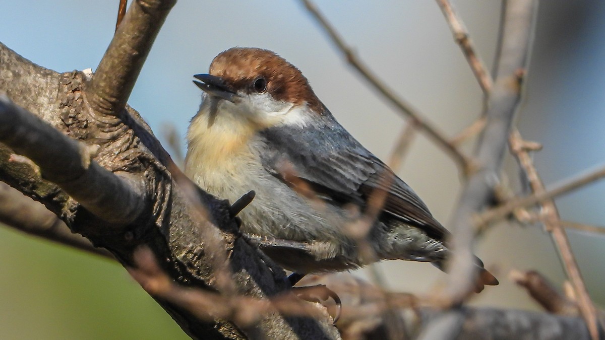Brown-headed Nuthatch - ML195776911