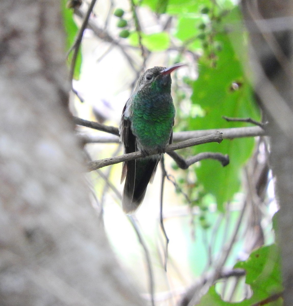 kolibřík rudozobý - ML195777941