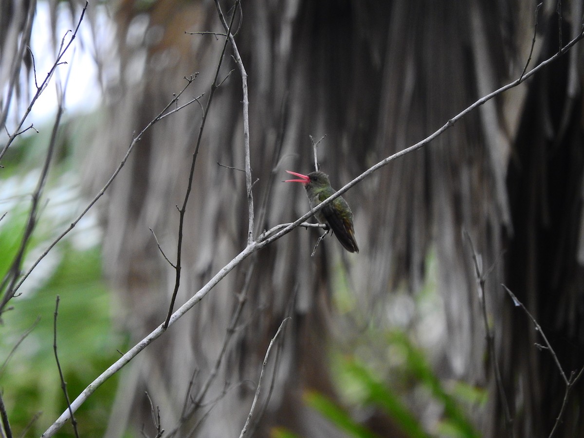 Gilded Hummingbird - Luis Recalde