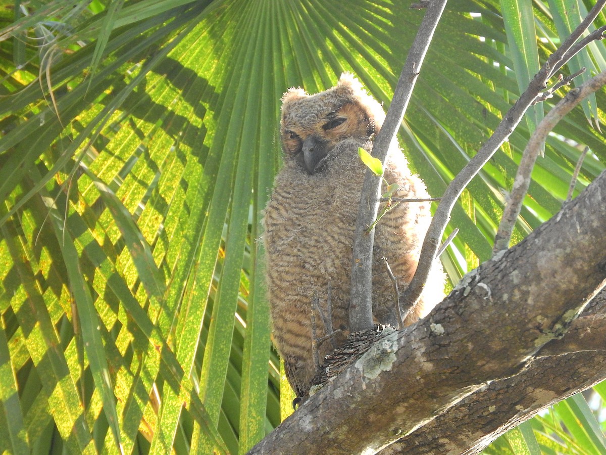 Great Horned Owl - ML195779111