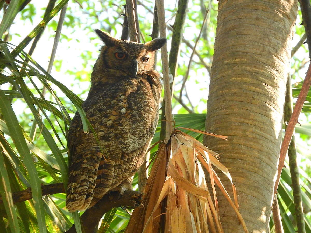 Great Horned Owl - Luis Recalde