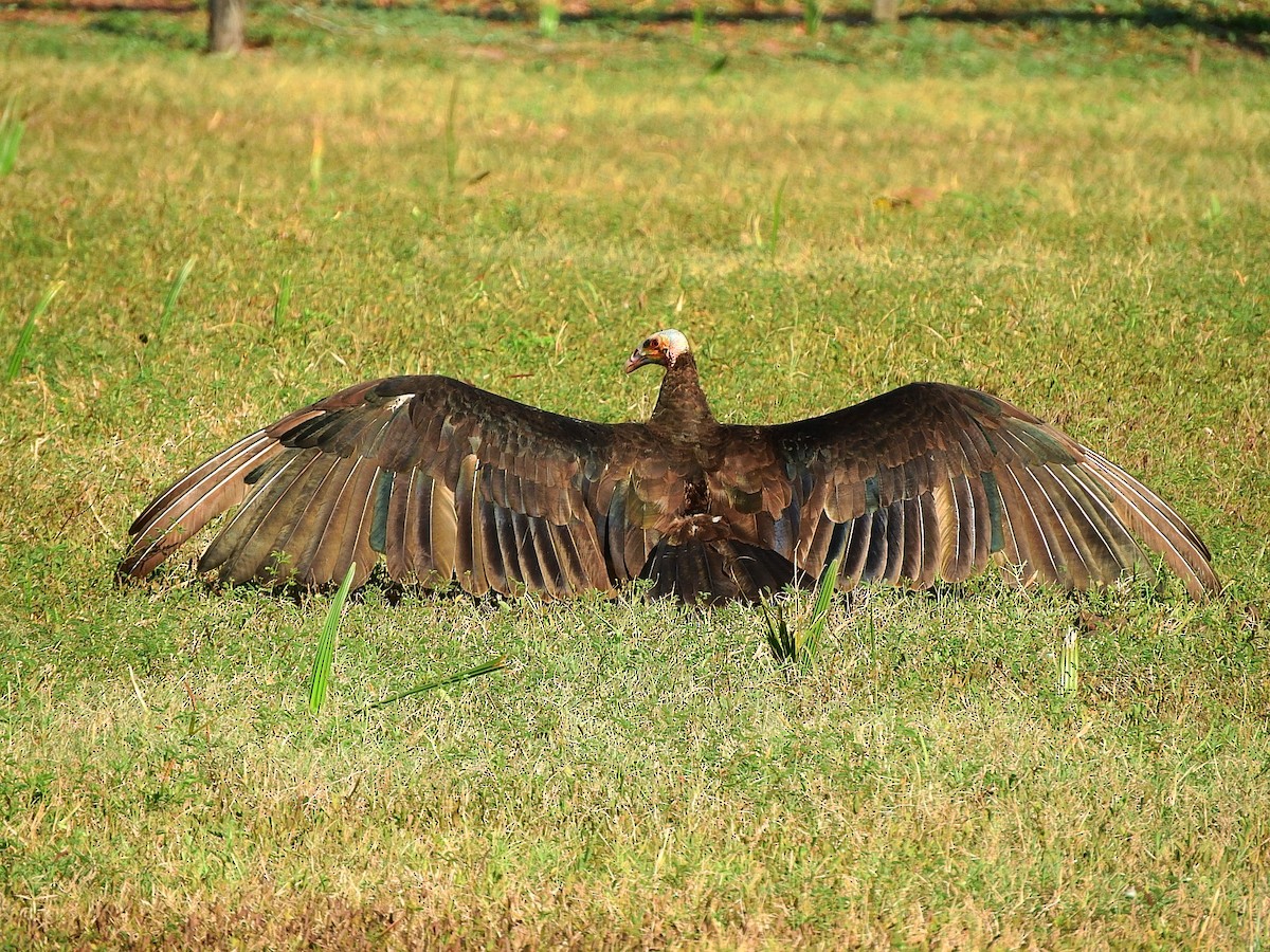 Lesser Yellow-headed Vulture - ML195779561