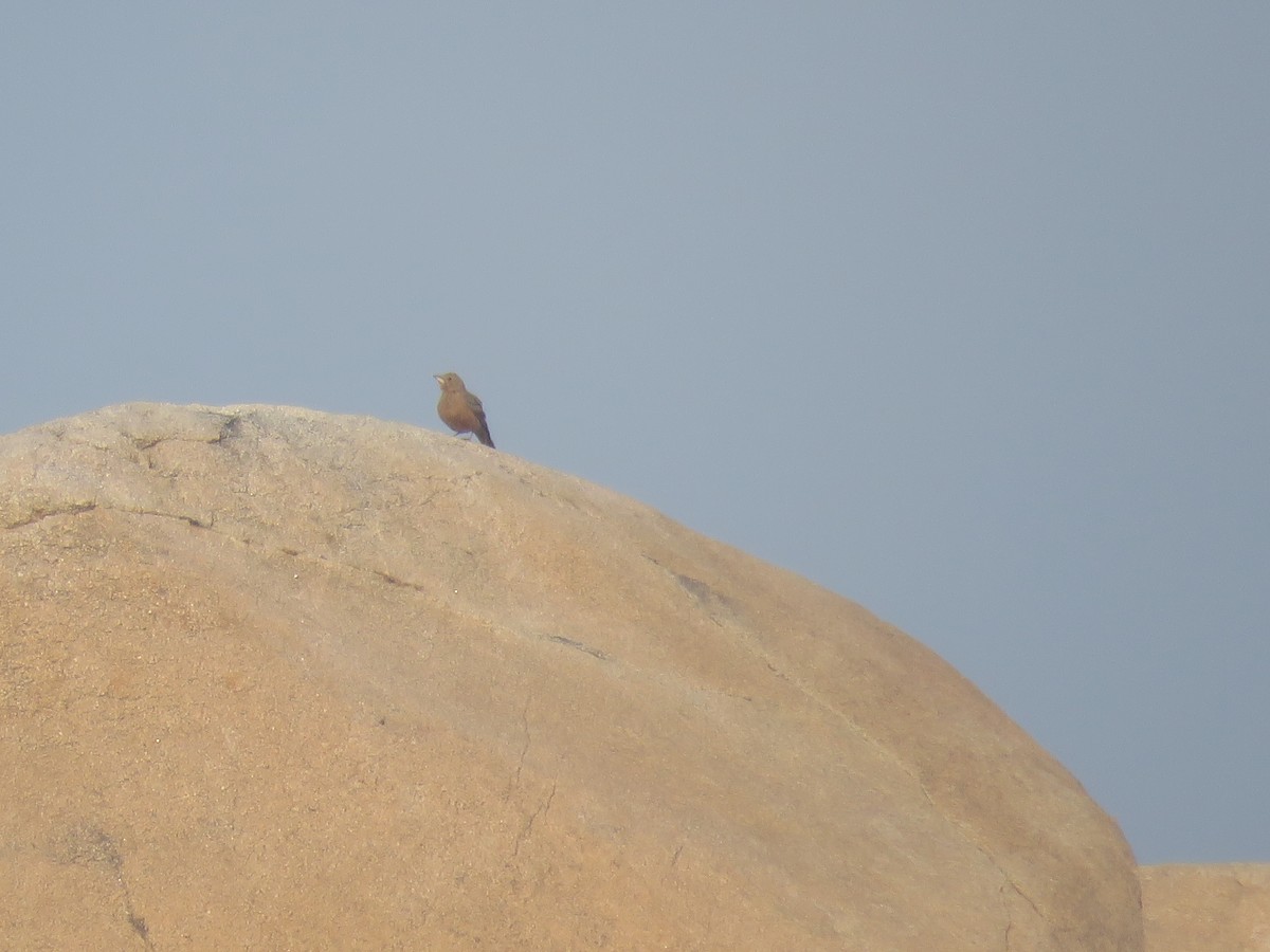 Rufous-tailed Lark - Santharam V